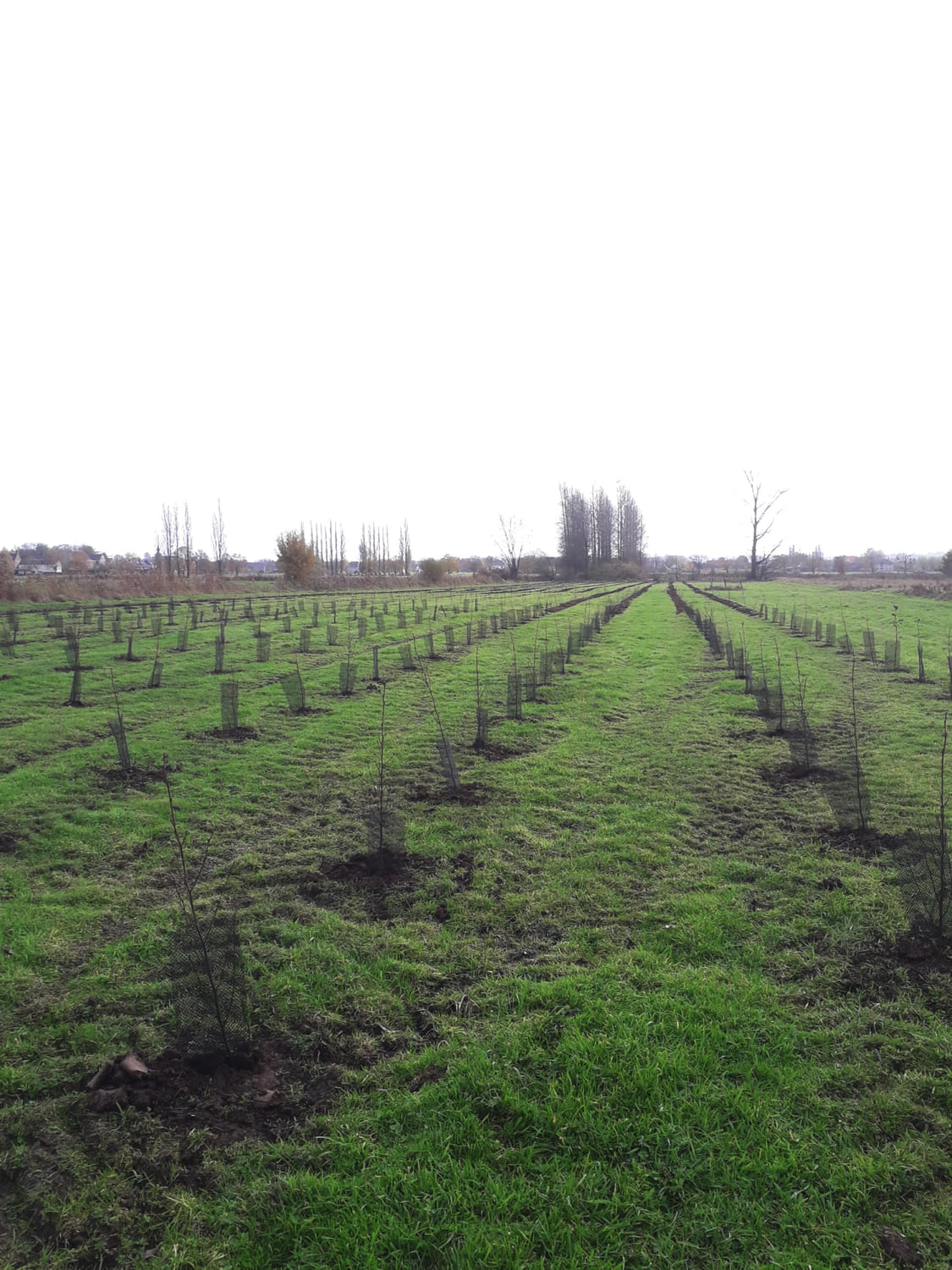 Jerôme Boomwerken | Aanplanten en verplanten van bomen
