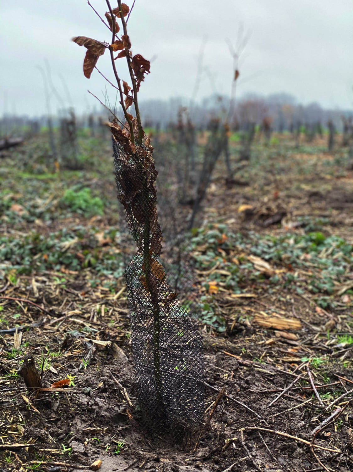 Jerôme Boomwerken | Aanplanten en verplanten van bomen