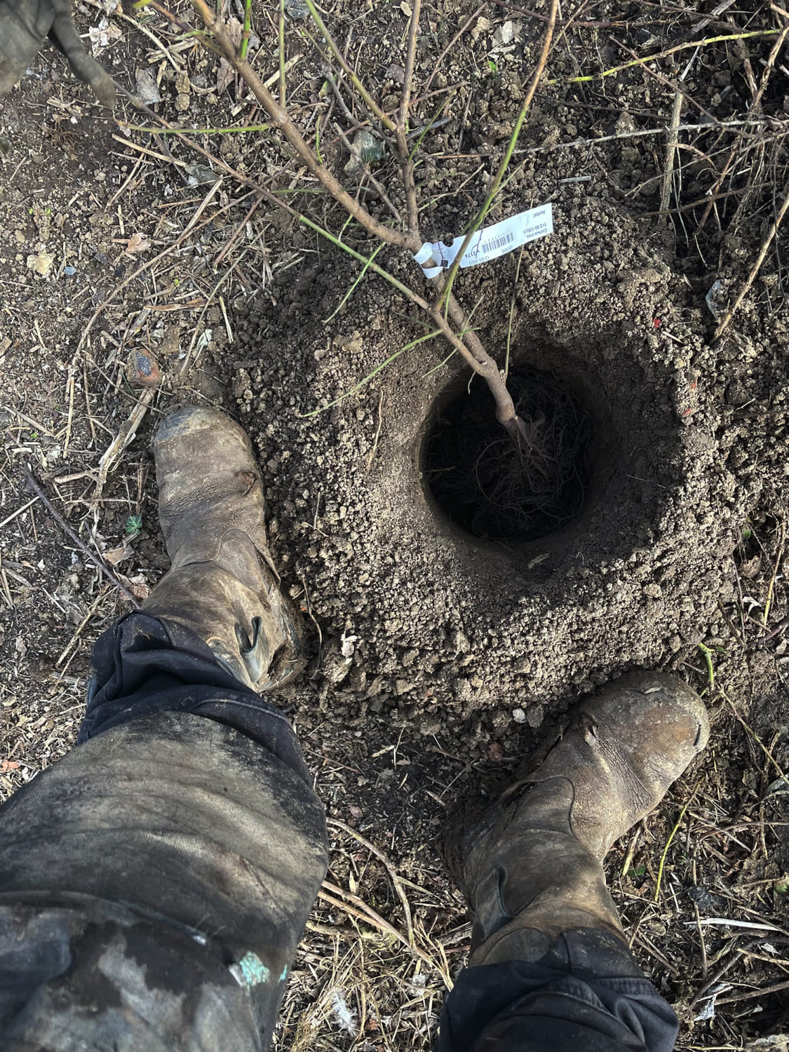 Jerôme Boomwerken | Aanplanten en verplanten van bomen