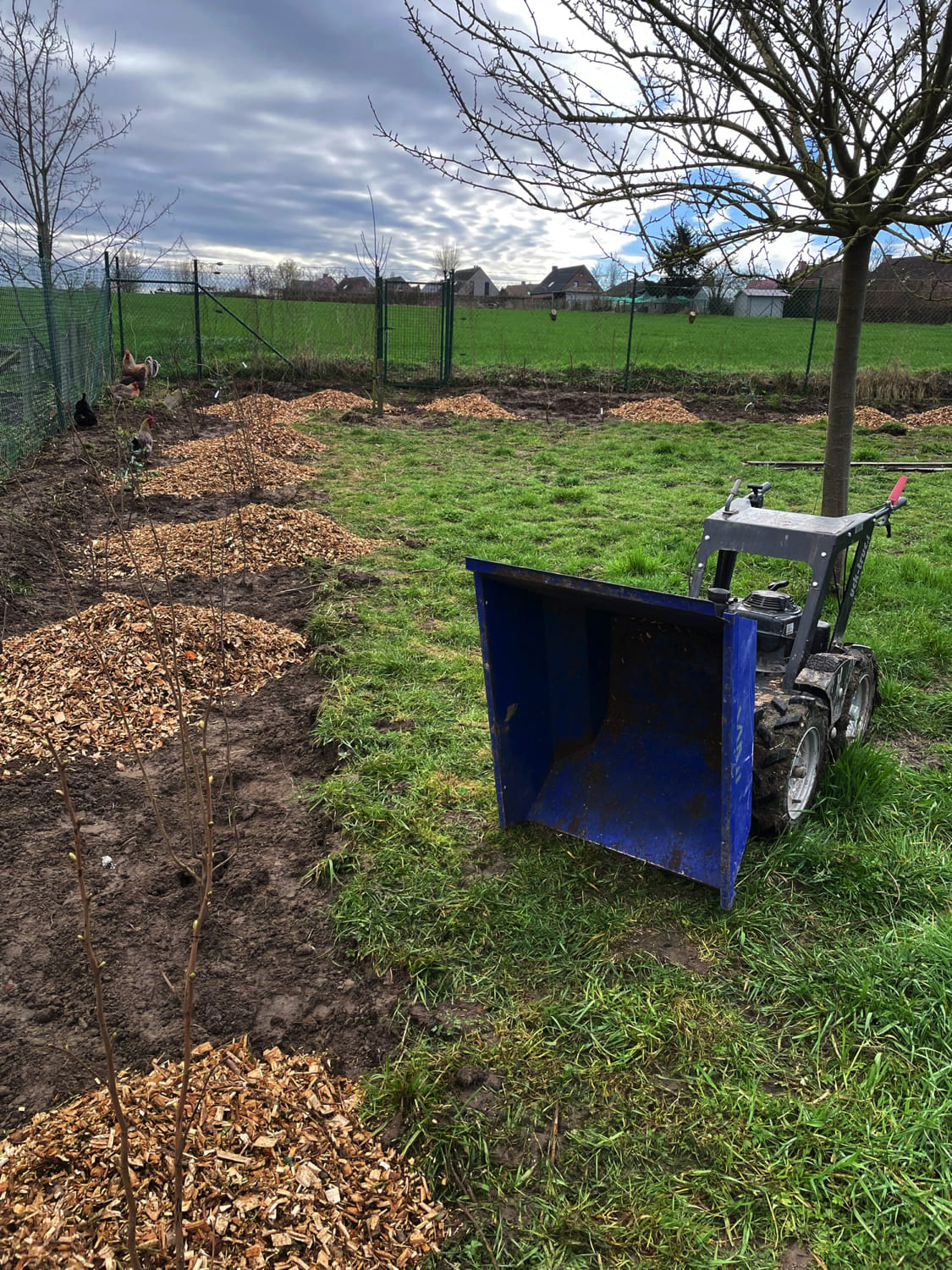Jerôme Boomwerken | Aanplanten en verplanten van bomen