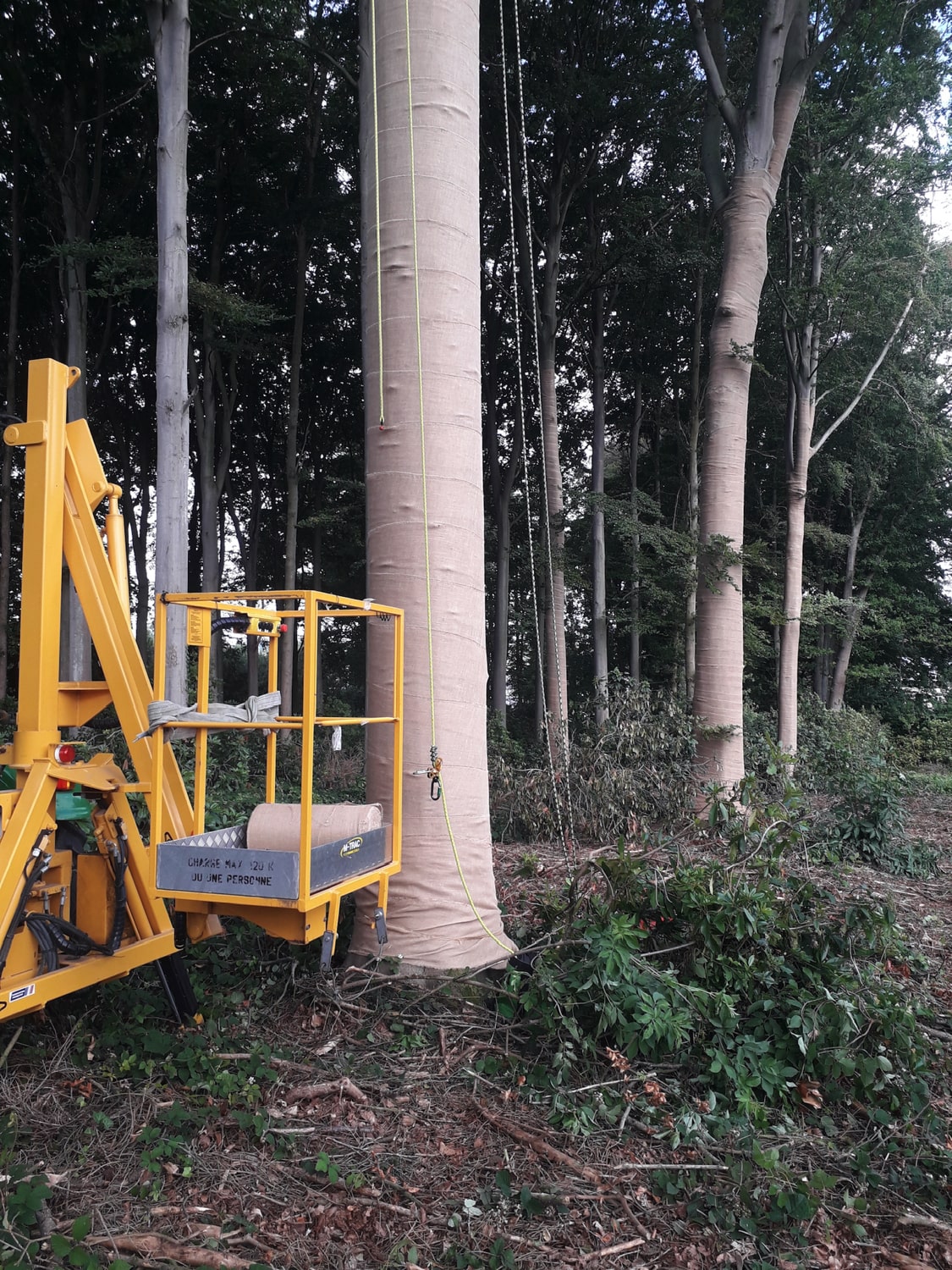 Jerôme Boomwerken | Boomverzorging