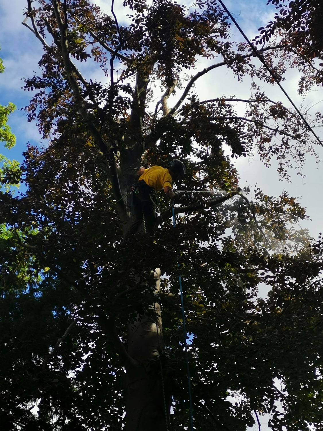 Jerôme Boomwerken | Boomverzorging